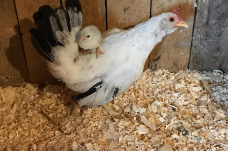 {{brizy_dc_image_alt imageSrc=